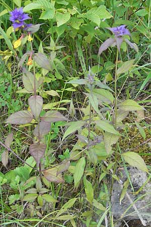 Melampyrum nemorosum \ Hain-Wachtelweizen / Blue Cow-Wheat, Kroatien/Croatia Medvednica 1.7.2010