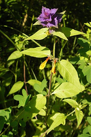 Melampyrum nemorosum \ Hain-Wachtelweizen / Blue Cow-Wheat, Kroatien/Croatia Medvednica 1.7.2010