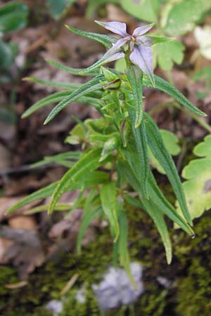 Melampyrum velebiticum \ Velebit-Wachtelweizen / Velebit Cow-Wheat, Kroatien/Croatia Velebit 19.8.2016
