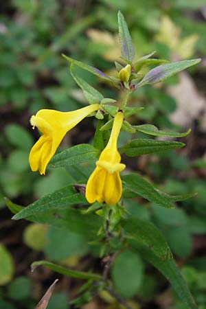 Melampyrum velebiticum \ Velebit-Wachtelweizen / Velebit Cow-Wheat, Kroatien/Croatia Velebit 19.8.2016