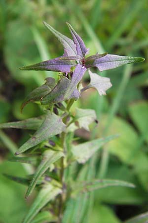 Melampyrum velebiticum \ Velebit-Wachtelweizen / Velebit Cow-Wheat, Kroatien/Croatia Velebit 19.8.2016