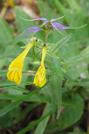 Melampyrum velebiticum \ Velebit-Wachtelweizen / Velebit Cow-Wheat, Kroatien/Croatia Velebit 19.8.2016