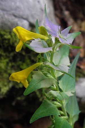 Melampyrum velebiticum \ Velebit-Wachtelweizen / Velebit Cow-Wheat, Kroatien/Croatia Velebit 19.8.2016