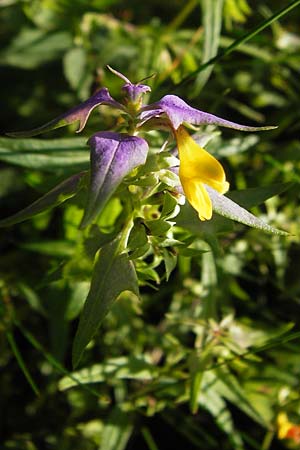 Melampyrum velebiticum \ Velebit-Wachtelweizen / Velebit Cow-Wheat, Kroatien/Croatia Velebit 19.8.2016