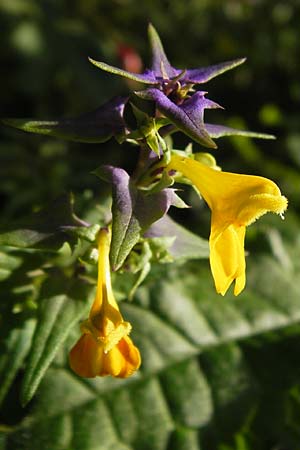 Melampyrum velebiticum \ Velebit-Wachtelweizen / Velebit Cow-Wheat, Kroatien/Croatia Velebit 19.8.2016