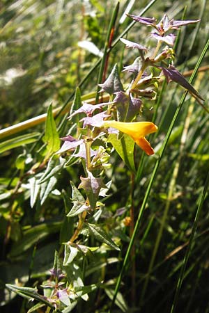 Melampyrum velebiticum \ Velebit-Wachtelweizen / Velebit Cow-Wheat, Kroatien/Croatia Velebit 19.8.2016