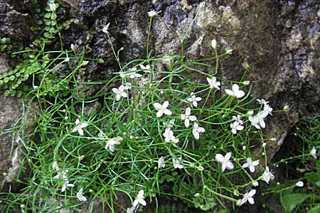 Moehringia muscosa \ Moos-Nabelmiere / Mossy Sandwort, Kroatien/Croatia Plitvička 3.6.2006