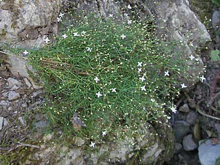 Moehringia muscosa \ Moos-Nabelmiere / Mossy Sandwort, Kroatien/Croatia Velebit 16.7.2007