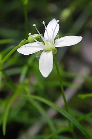 Moehringia muscosa \ Moos-Nabelmiere / Mossy Sandwort, Kroatien/Croatia Učka 28.6.2010