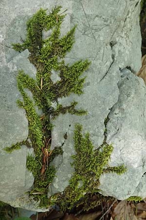 Musci spec4 ? \ Moos / Moss, Kroatien/Croatia Risnjak 14.8.2016