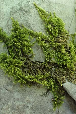 Musci spec4 ? \ Moos / Moss, Kroatien/Croatia Risnjak 14.8.2016
