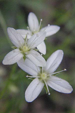 Moehringia muscosa \ Moos-Nabelmiere / Mossy Sandwort, Kroatien/Croatia Velebit 17.7.2007
