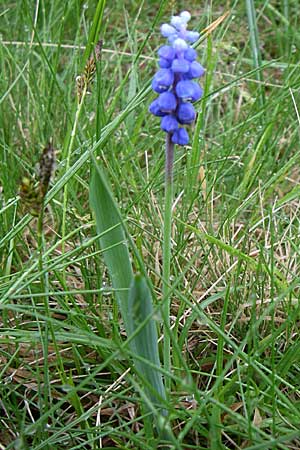 Muscari botryoides \ Kurztraubige Bisamhyazinthe, Kleine Traubenhyazinthe / Compact Grape Hyacinth, Kroatien/Croatia Velebit Zavizan 4.6.2008