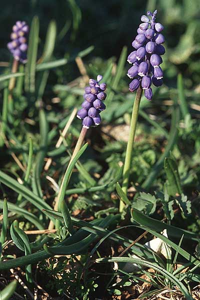 Muscari botryoides \ Kurztraubige Bisamhyazinthe, Kleine Traubenhyazinthe / Compact Grape Hyacinth, Kroatien/Croatia Velebit 8.4.2006