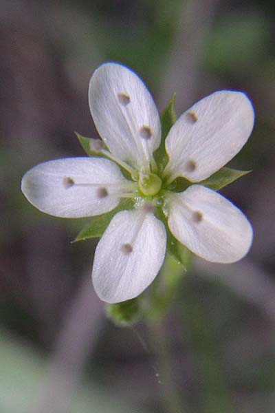 Sabulina glaucina \ H&uuml;gel-Fr&uuml;hlings-Miere / Hill Spring Sandwort, Kroatien/Croatia Plitvička 31.5.2008