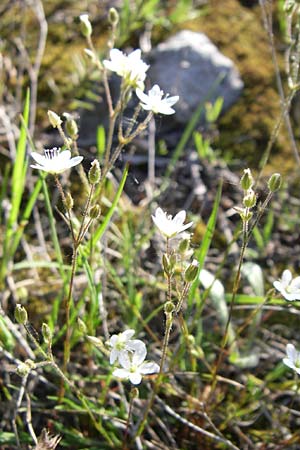 Sabulina glaucina \ H&uuml;gel-Fr&uuml;hlings-Miere / Hill Spring Sandwort, Kroatien/Croatia Plitvička 31.5.2008
