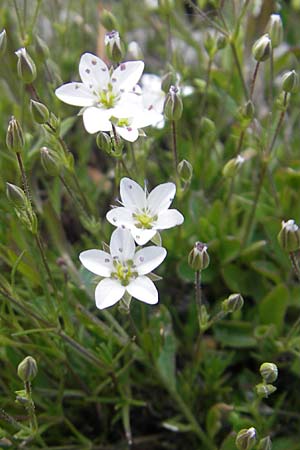 Sabulina verna s.l. \ H&uuml;gel-Fr&uuml;hlings-Miere / Hill Spring Sandwort, Kroatien/Croatia Velebit Zavizan 30.6.2010