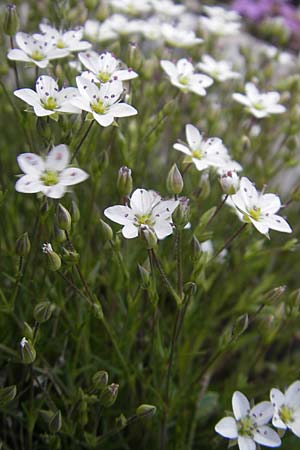 Sabulina verna s.l. \ H&uuml;gel-Fr&uuml;hlings-Miere / Hill Spring Sandwort, Kroatien/Croatia Velebit Zavizan 30.6.2010