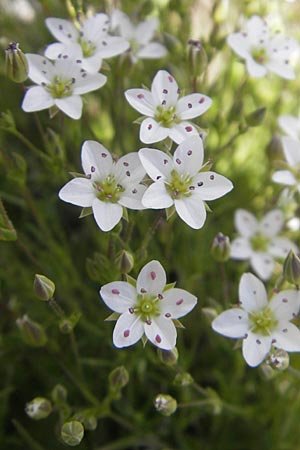 Sabulina verna s.l. \ H&uuml;gel-Fr&uuml;hlings-Miere / Hill Spring Sandwort, Kroatien/Croatia Velebit Zavizan 30.6.2010