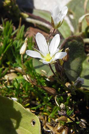 Sabulina austriaca \ sterreicher Miere / Austrian Sandwort, Kroatien/Croatia Velebit Zavizan 19.8.2016
