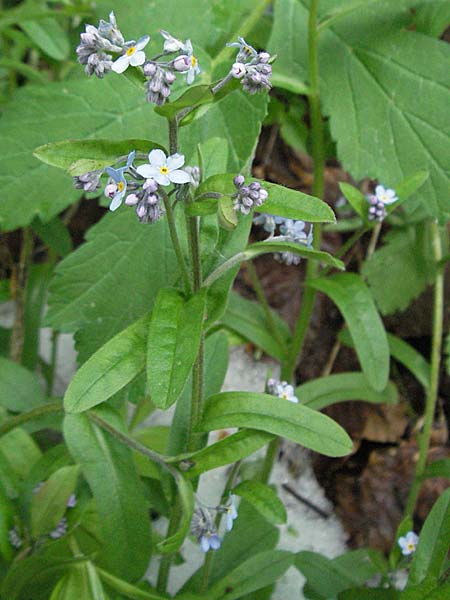 Myosotis decumbens \ Niederliegendes Vergissmeinnicht / Decumbent Forget-me-not, Kroatien/Croatia Velebit 1.6.2006