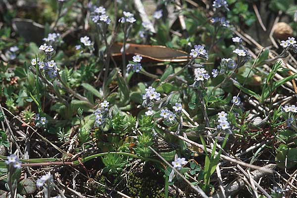 Myosotis ramosissima \ Hgel-Vergissmeinnicht / Early Forget-me-not, Kroatien/Croatia Šibenik 2.4.2006