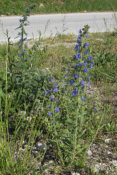 Echium vulgare \ Gemeiner Natternkopf / Viper's Bugloss, Kroatien/Croatia Istrien/Istria, Gračišće 27.5.2006