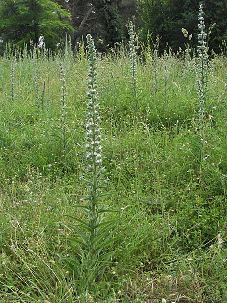 Echium italicum \ Italienischer Natternkopf / Italian Bugloss, Kroatien/Croatia Istrien/Istria, Motovun 28.5.2006