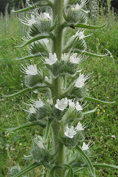 Echium italicum \ Italienischer Natternkopf / Italian Bugloss, Kroatien/Croatia Istrien/Istria, Motovun 28.5.2006
