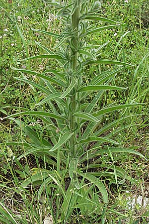 Echium italicum \ Italienischer Natternkopf / Italian Bugloss, Kroatien/Croatia Istrien/Istria, Motovun 28.5.2006