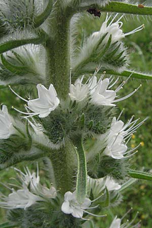 Echium italicum \ Italienischer Natternkopf / Italian Bugloss, Kroatien/Croatia Istrien/Istria, Motovun 28.5.2006