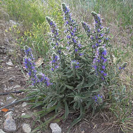 Echium vulgare \ Gemeiner Natternkopf / Viper's Bugloss, Kroatien/Croatia Senj 1.6.2006