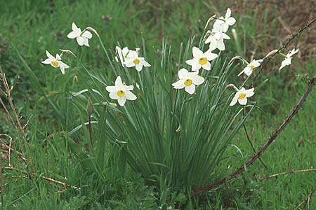 Narcissus tazetta \ Tazette / Bunch-flowered Narcissus, Kroatien/Croatia Gruda 3.4.2006