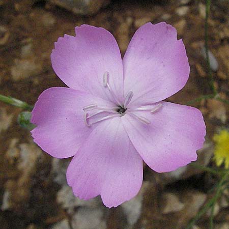 Dianthus sylvestris \ Stein-Nelke / Wood Pink, Kroatien/Croatia Istrien/Istria, Limski Fjord 29.5.2006