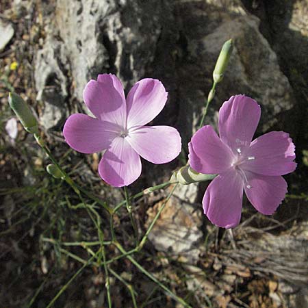 Dianthus sylvestris \ Stein-Nelke / Wood Pink, Kroatien/Croatia Istrien/Istria, Limski Fjord 29.5.2006