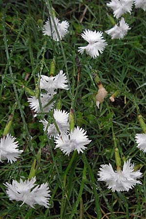 Dianthus monspessulanus \ Montpellier-Nelke / White Cluster, Kroatien/Croatia Plitvička 3.6.2006