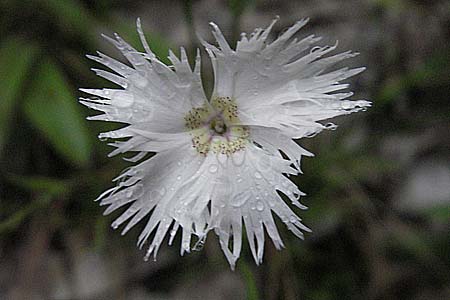 Dianthus monspessulanus \ Montpellier-Nelke / White Cluster, Kroatien/Croatia Plitvička 3.6.2006