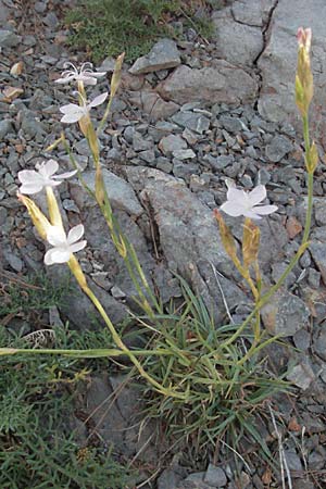 Dianthus ciliatus \ Gewimperte Nelke / Ciliate Pink, Kroatien/Croatia Senj 16.7.2007