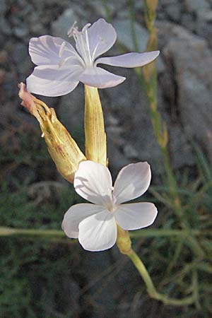 Dianthus ciliatus \ Gewimperte Nelke / Ciliate Pink, Kroatien/Croatia Senj 16.7.2007