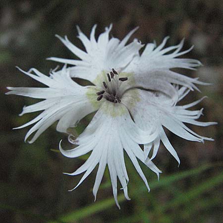 Dianthus monspessulanus \ Montpellier-Nelke / White Cluster, Kroatien/Croatia Velebit 16.7.2007