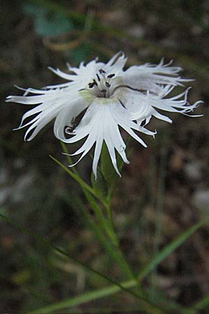 Dianthus monspessulanus \ Montpellier-Nelke / White Cluster, Kroatien/Croatia Velebit 16.7.2007