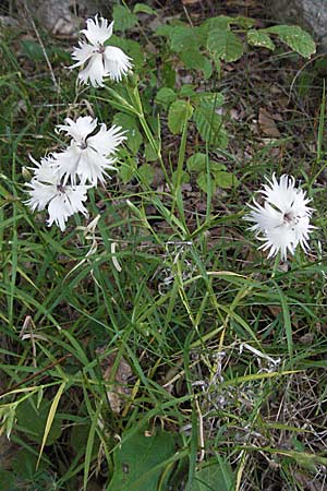 Dianthus monspessulanus \ Montpellier-Nelke / White Cluster, Kroatien/Croatia Velebit 16.7.2007