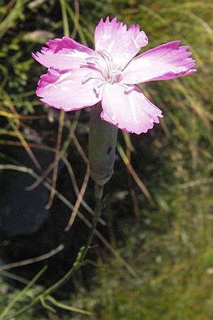 Dianthus sylvestris \ Stein-Nelke / Wood Pink, Kroatien/Croatia Velebit 16.7.2007