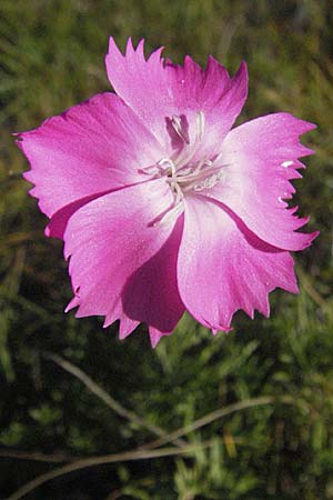 Dianthus sylvestris \ Stein-Nelke / Wood Pink, Kroatien/Croatia Velebit 16.7.2007