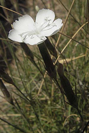 Dianthus petraeus \ Balkan-Nelke, Ger&ouml;ll-Nelke / White Fringed Pink, Kroatien/Croatia Velebit Zavizan 17.7.2007