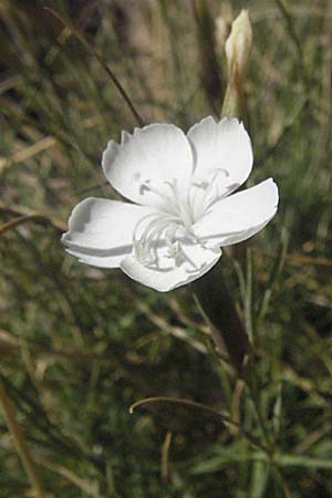 Dianthus petraeus \ Balkan-Nelke, Ger&ouml;ll-Nelke / White Fringed Pink, Kroatien/Croatia Velebit Zavizan 17.7.2007