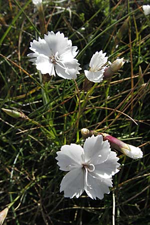 Dianthus petraeus \ Balkan-Nelke, Ger&ouml;ll-Nelke / White Fringed Pink, Kroatien/Croatia Velebit Zavizan 17.7.2007