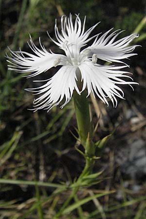Dianthus serotinus \ Sp&auml;te Feder-Nelke / Late-Coming Pink, Kroatien/Croatia Karlobag 17.7.2007