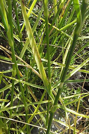 Dianthus serotinus \ Sp&auml;te Feder-Nelke / Late-Coming Pink, Kroatien/Croatia Karlobag 17.7.2007