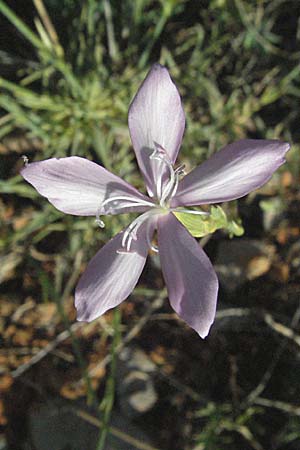 Dianthus ciliatus \ Gewimperte Nelke / Ciliate Pink, Kroatien/Croatia Senj 16.7.2007